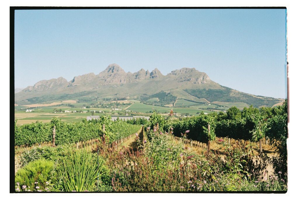 Where South African Wine Actually Goes: R12 Billion, 85% by Sea